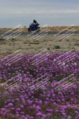 media/Jan-14-2023-SoCal Trackdays (Sat) [[497694156f]]/Turn 14 Exit Bloomig (145pm)/